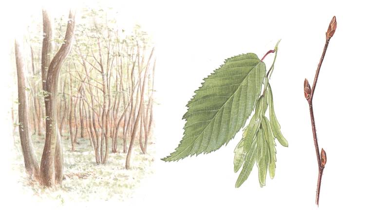 Avenbok. Bild Bo Mossberg från Den Nordiska Floran.