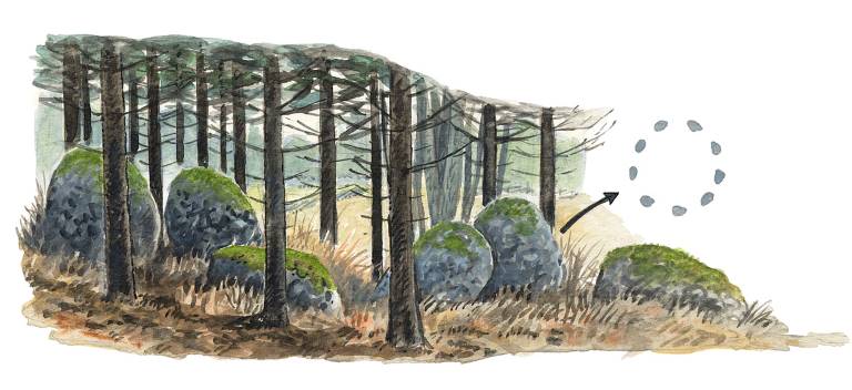Domarring. Illustration Martin Holmer.