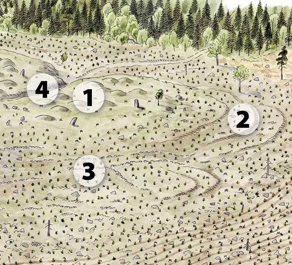 Föryngringsavverkning i yngre förhistorisk miljö. Illustration Nils Forshed.