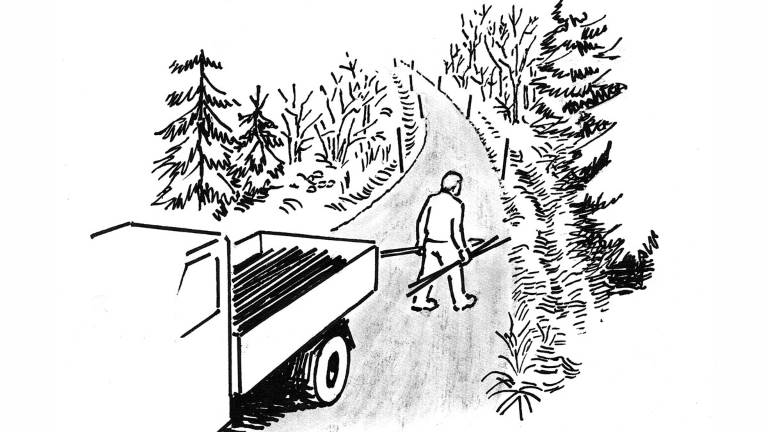 Utsättning av snökäppar. Illustration Ulla Carne.