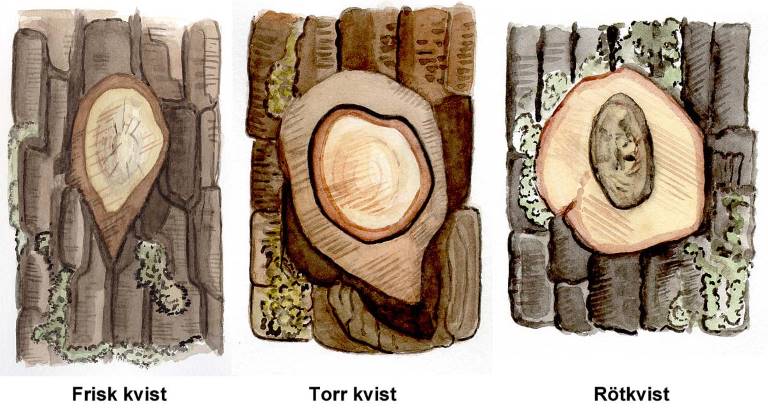Frisk, torr och rötad kvista lövträd. Illustration Rose-Marie Rytter.