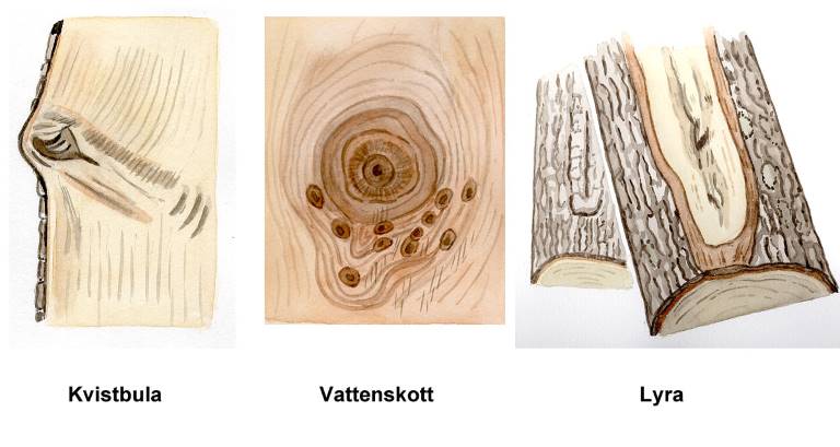 Kvistbula, vattenskott och lyra. Illustration Rose-Marie Rytter.