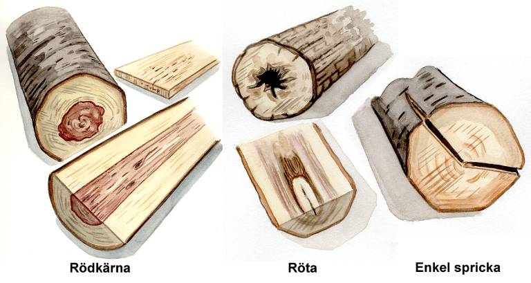 Missfärgad kärnved, röta, enkel spricka. Illustration Rose-Marie Rytter.
