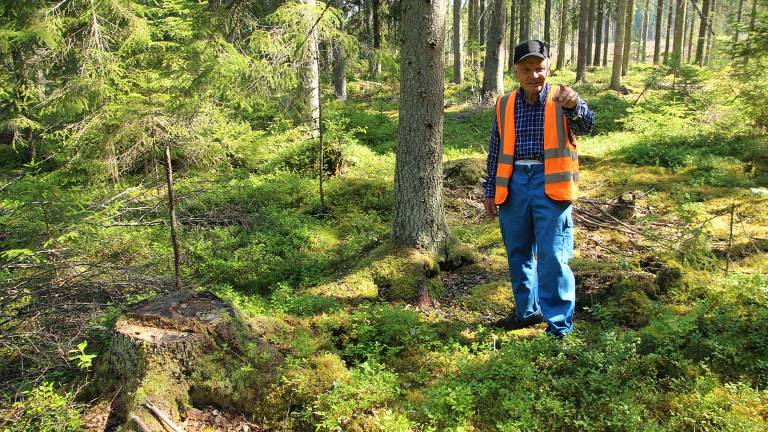 Naturkultur, stubbe och kandidatträd. Ludvika. Foto Mats Hannerz.