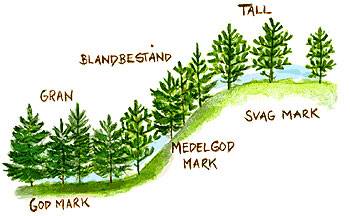 Granskog, blandbestånd och tallskog. Illustration Nils Forshed.