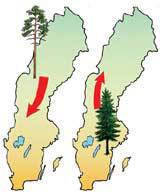 Förflyttning av gran och tall. Illustration Anna Marconi.