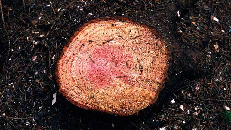 Skyddsbehandlad stubbe i gallring, foto Stefan Örtenblad, Skogenbild