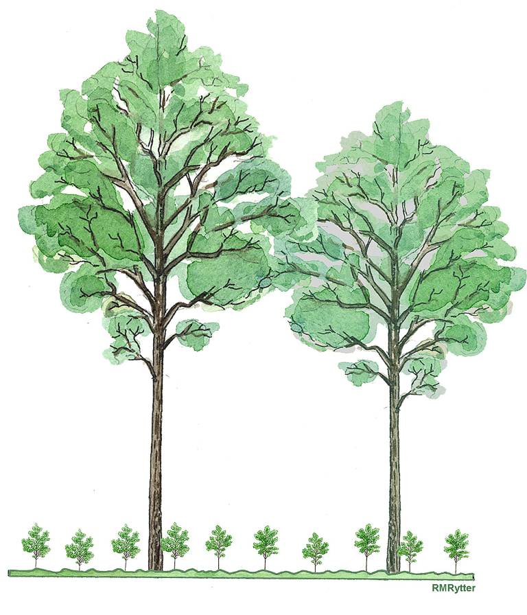 Slutavverkning ek. Illustration Rose-Marie Rytter.