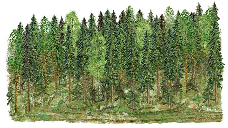 Gallringsskog_produktionsgallring_Bo_Persson_1200x675px.jpg